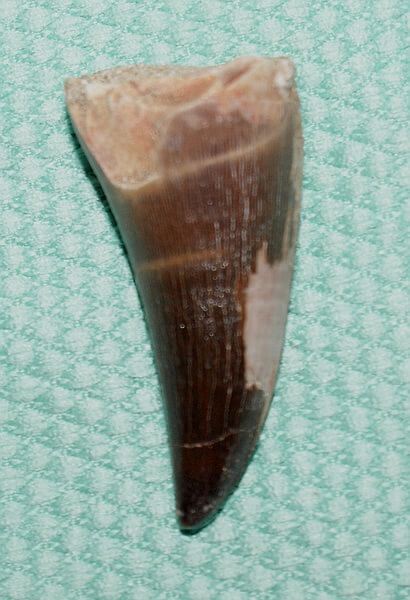 Mosasaurus